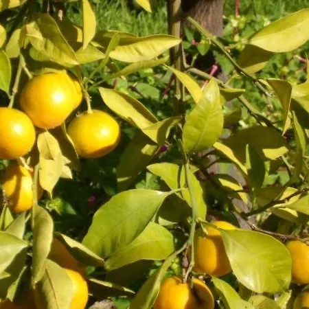 Apartman In Stupin Celine With Sea View, Terrace, Air Conditioning Wifi 5149-2 *