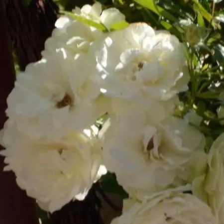 In Stupin Celine With Sea View, Terrace, Air Conditioning Wifi 5149-2 *