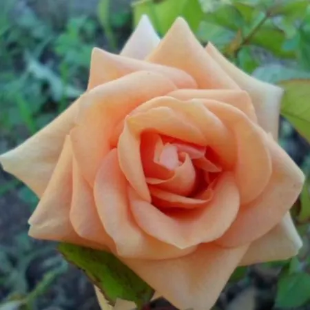 In Stupin Celine With Sea View, Terrace, Air Conditioning Wifi 5149-2 Lejlighed *