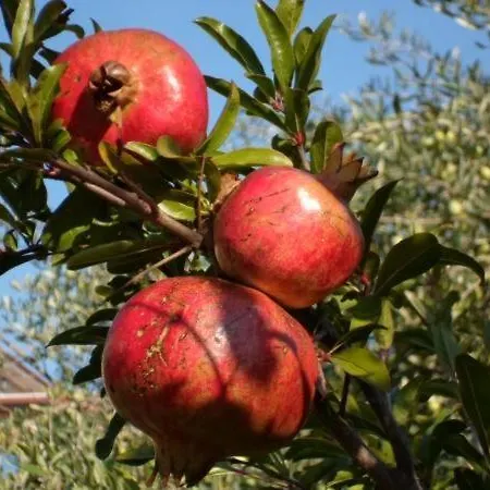 Apartman In Stupin Celine With Sea View, Terrace, Air Conditioning Wifi 5149-2 Podglavica