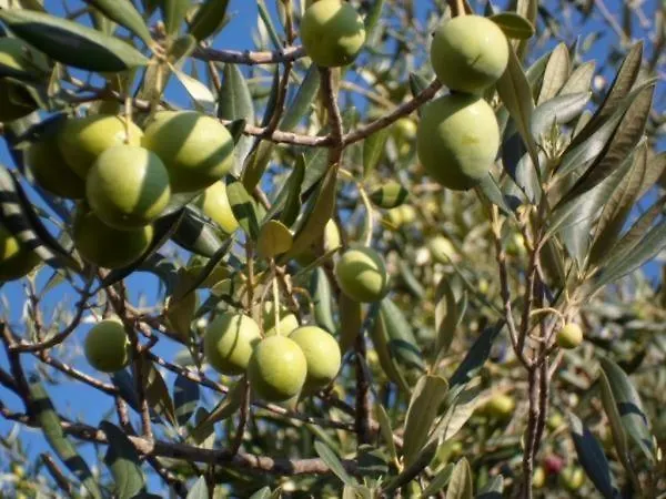 In Stupin Celine With Sea View, Terrace, Air Conditioning Wifi 5149-2 Appartement *