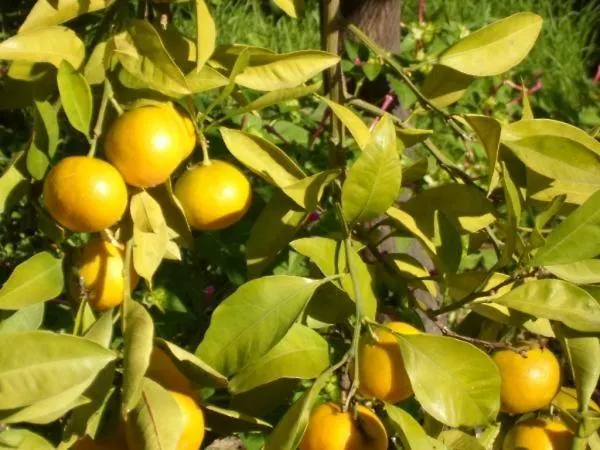 Appartement In Stupin Celine With Sea View, Terrace, Air Conditioning Wifi 5149-2 *