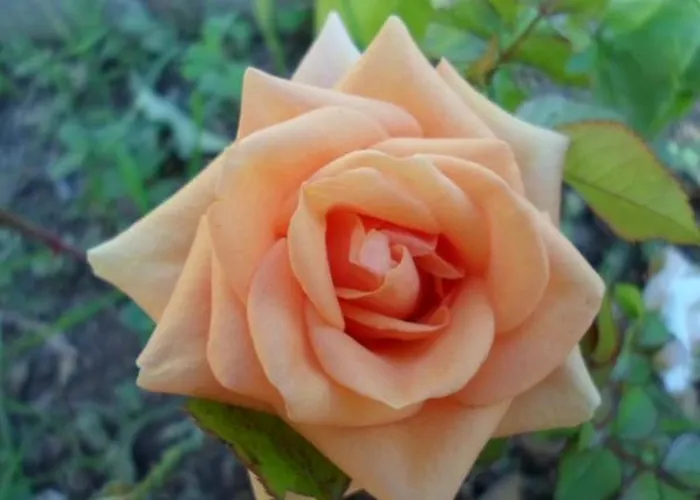 In Stupin Celine With Sea View, Terrace, Air Conditioning Wifi 5149-2 Appartement *