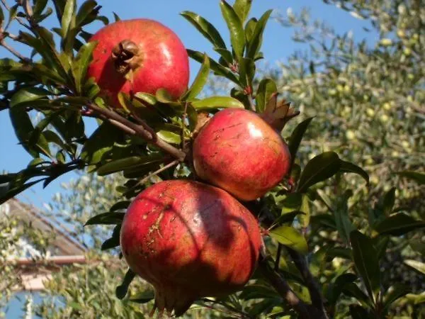 Appartement In Stupin Celine With Sea View, Terrace, Air Conditioning Wifi 5149-2 Podglavica